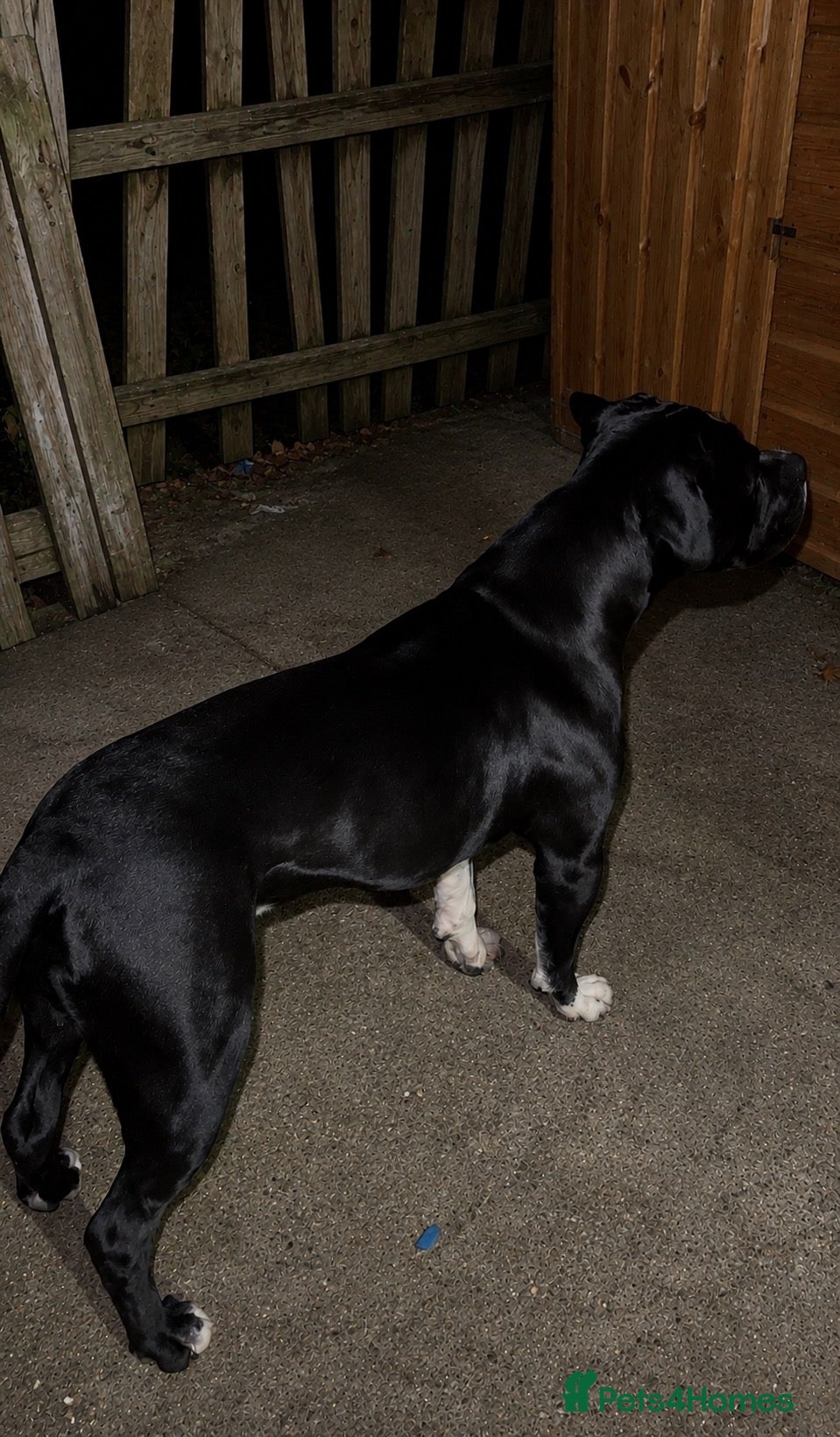 Cane Corso dogs 🧬Cane Corso Stud🧬 - Advert 1