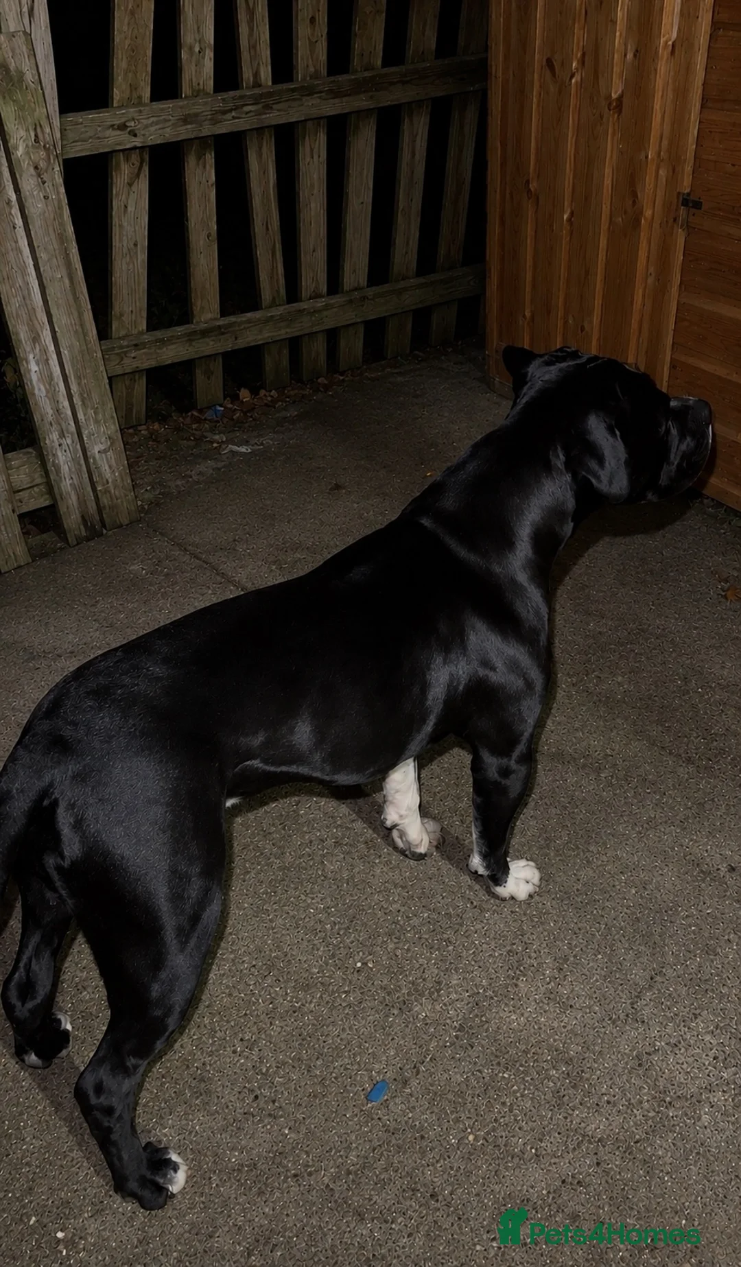 Cane Corso dogs for stud: 🧬Cane Corso Stud🧬 in Birmingham - Advert 1