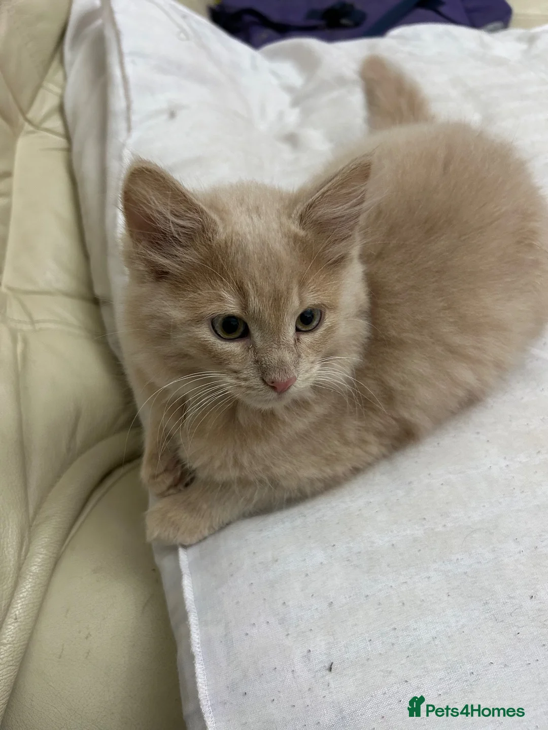Mixed Breed cats for sale: Lion  in Birmingham - Advert 2