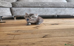 Maine Coon cats for sale: Maine coon kittens ready now  - Image 6