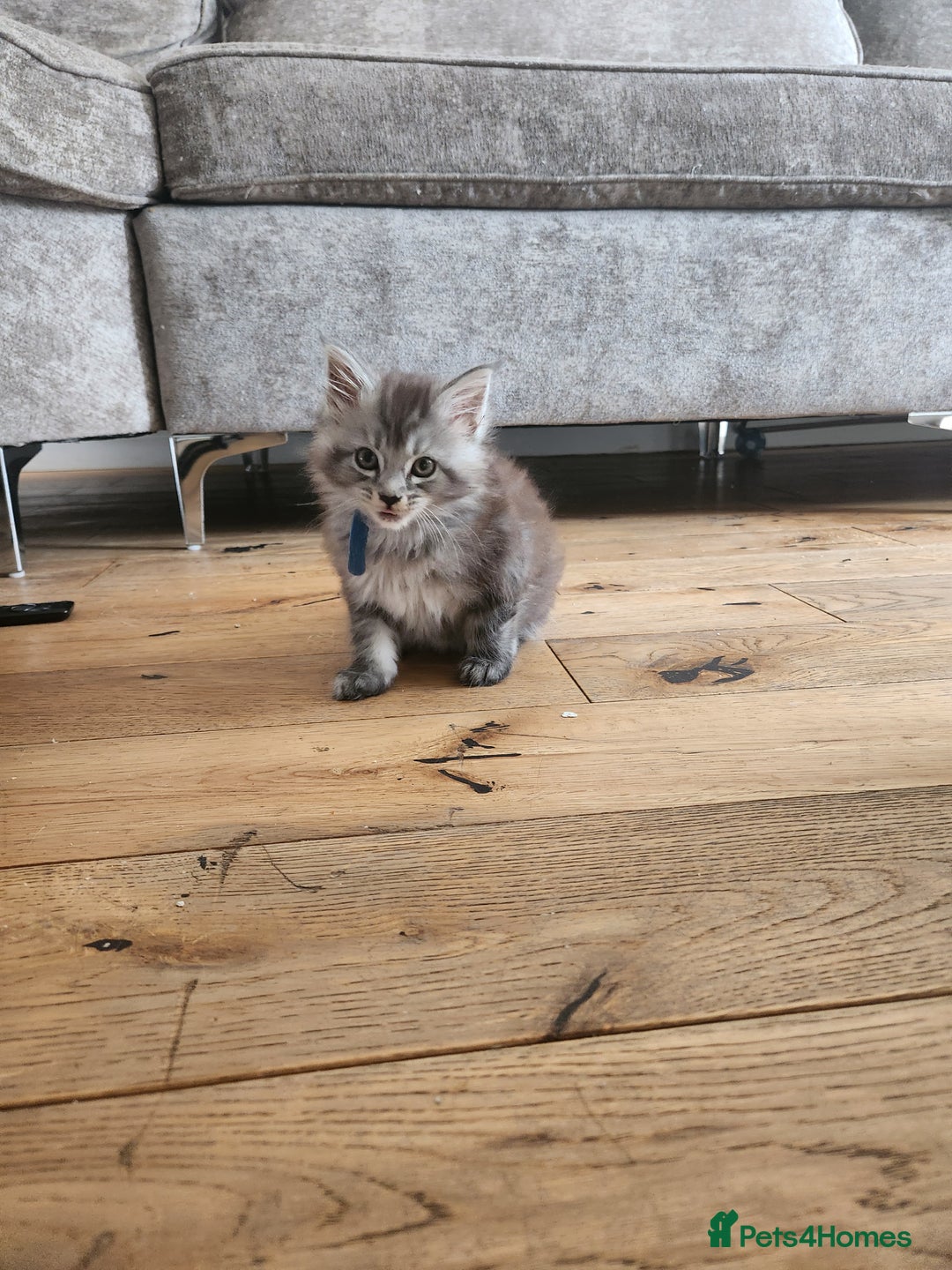 Maine Coon cats for sale: Maine coon kittens ready now  - Image 6