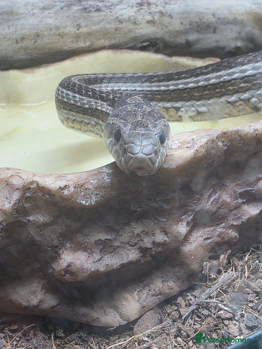 Corn Snake reptiles for sale: Tessera Corn Snake Looking for home  - Advert 9