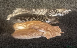 Mixed Breed cats for sale: ***BEAUTIFUL KITTENS*** Ready For New Homes - Image 10