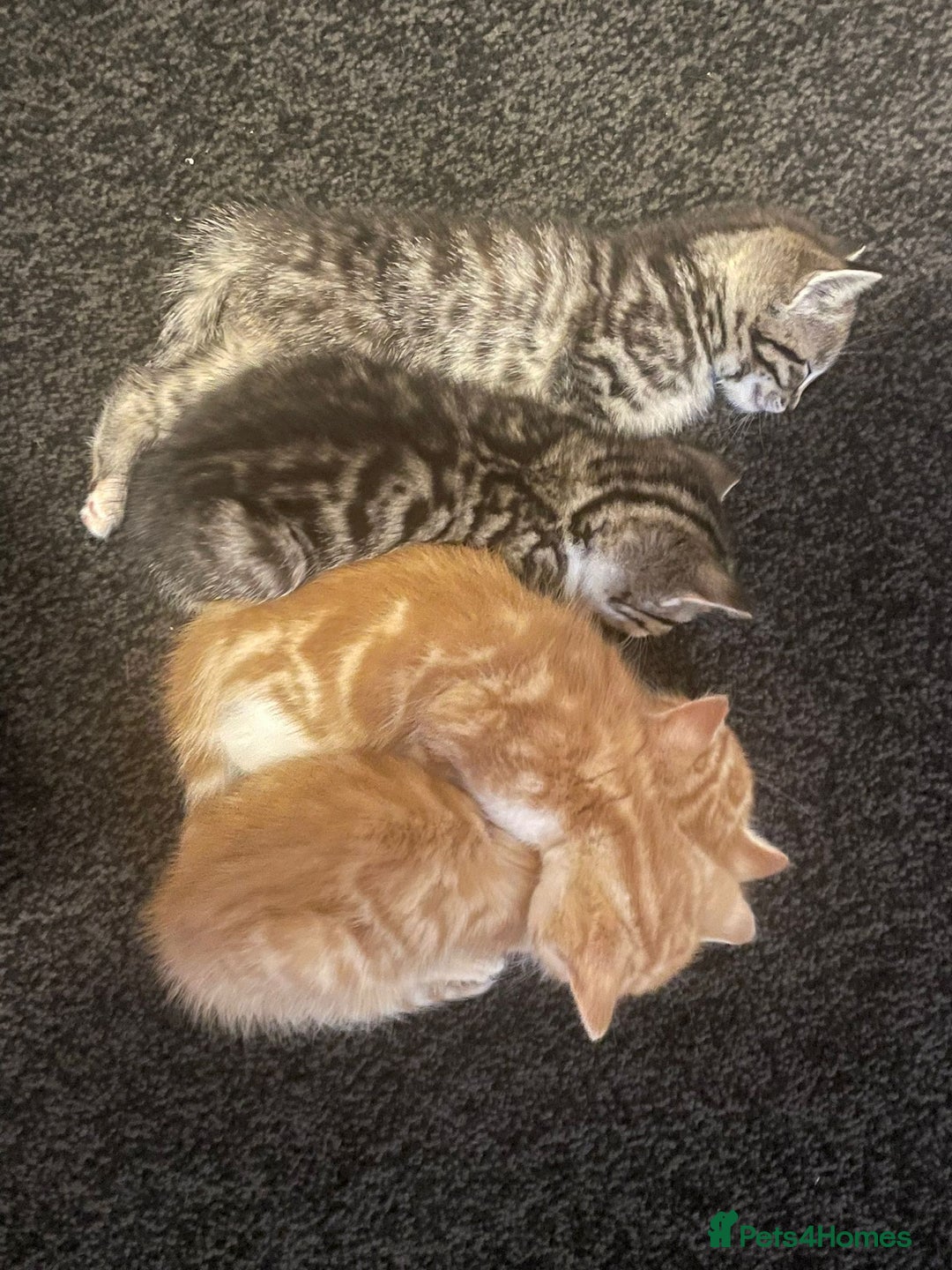Mixed Breed cats for sale: ***BEAUTIFUL KITTENS*** Ready For New Homes - Image 10