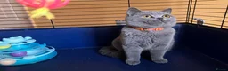 British Shorthair cats for sale: 🌟GCCF BSH 🏆Champion Bloodline 🌟5-Gen Pedigree🌟 - Advert 1