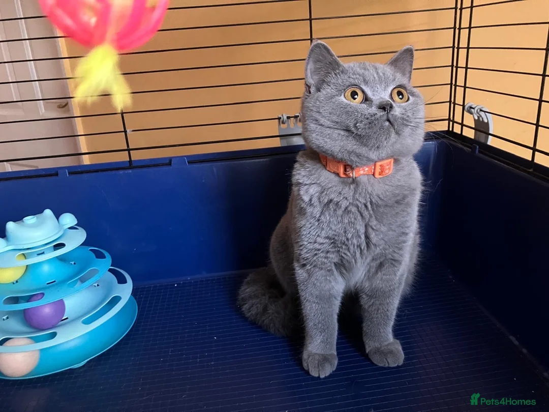 British Shorthair cats for sale: 🌟GCCF BSH 🏆Champion Bloodline 🌟5-Gen Pedigree🌟 - Advert 1
