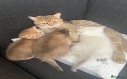 British Shorthair cats for sale: British shorthair Golden  Boy - Image 11