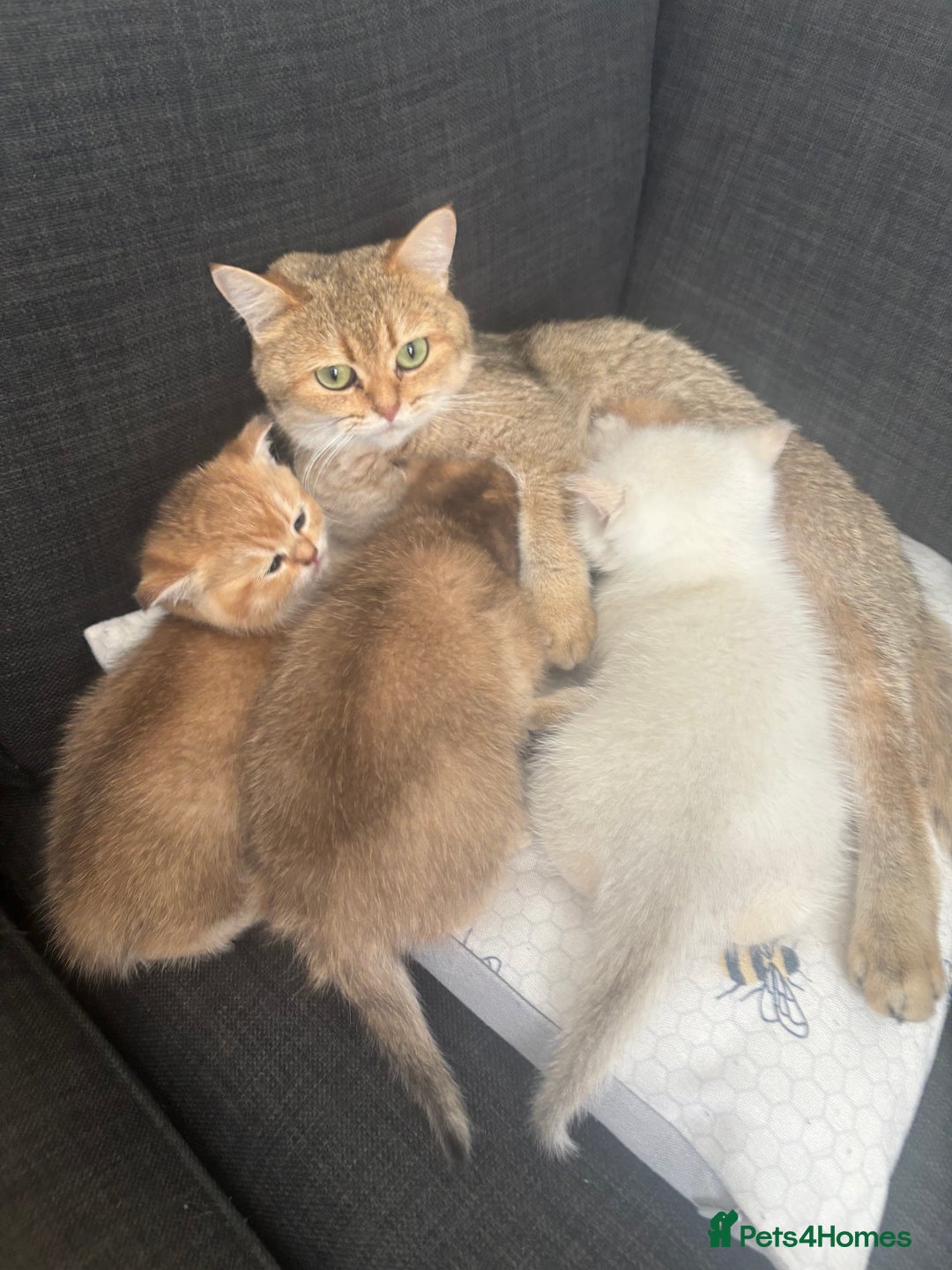 British Shorthair cats for sale: British shorthair Golden  Boy - Image 11