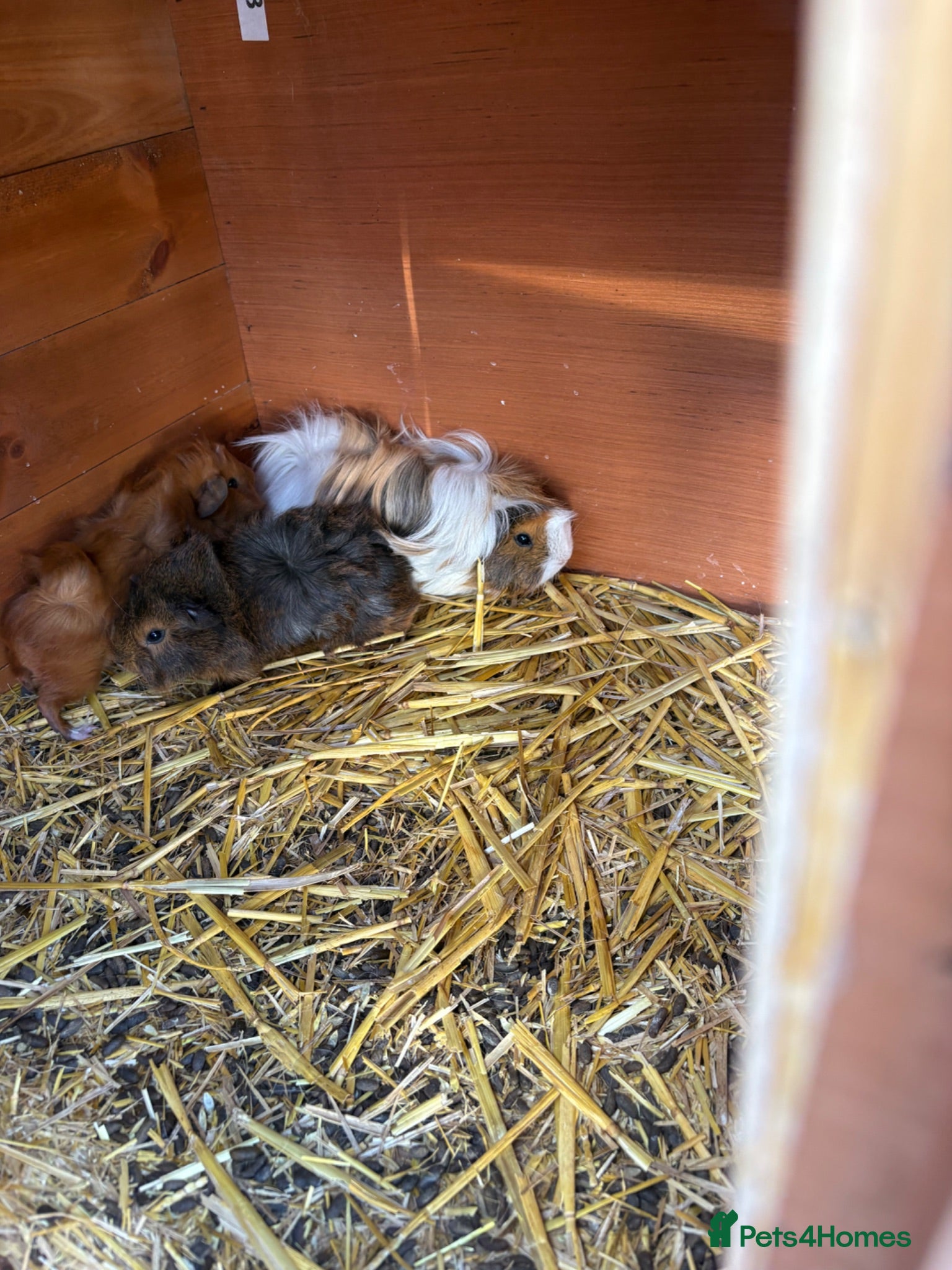 Guinea Pig rodents Family of guinea pigs  - Advert 1