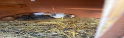 Guinea Pig rodents for sale: Family of guinea pigs  - Advert 1