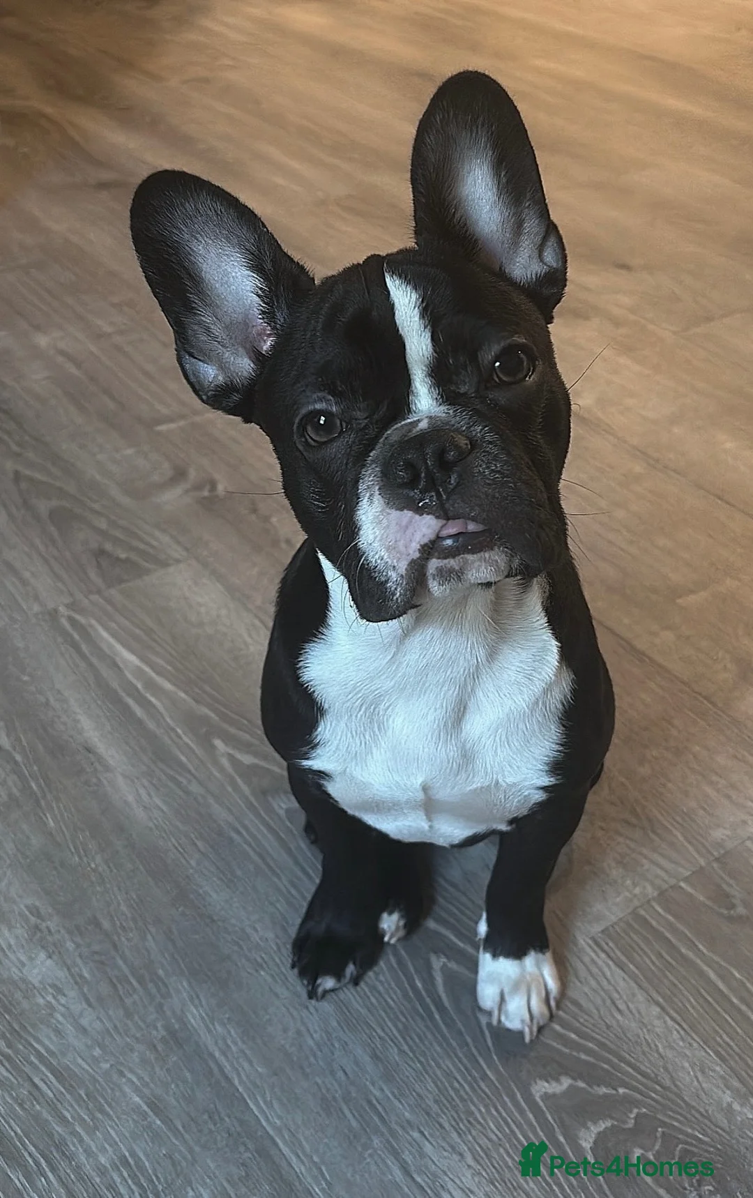 French Bulldog dogs for sale: Derek  - Advert 2