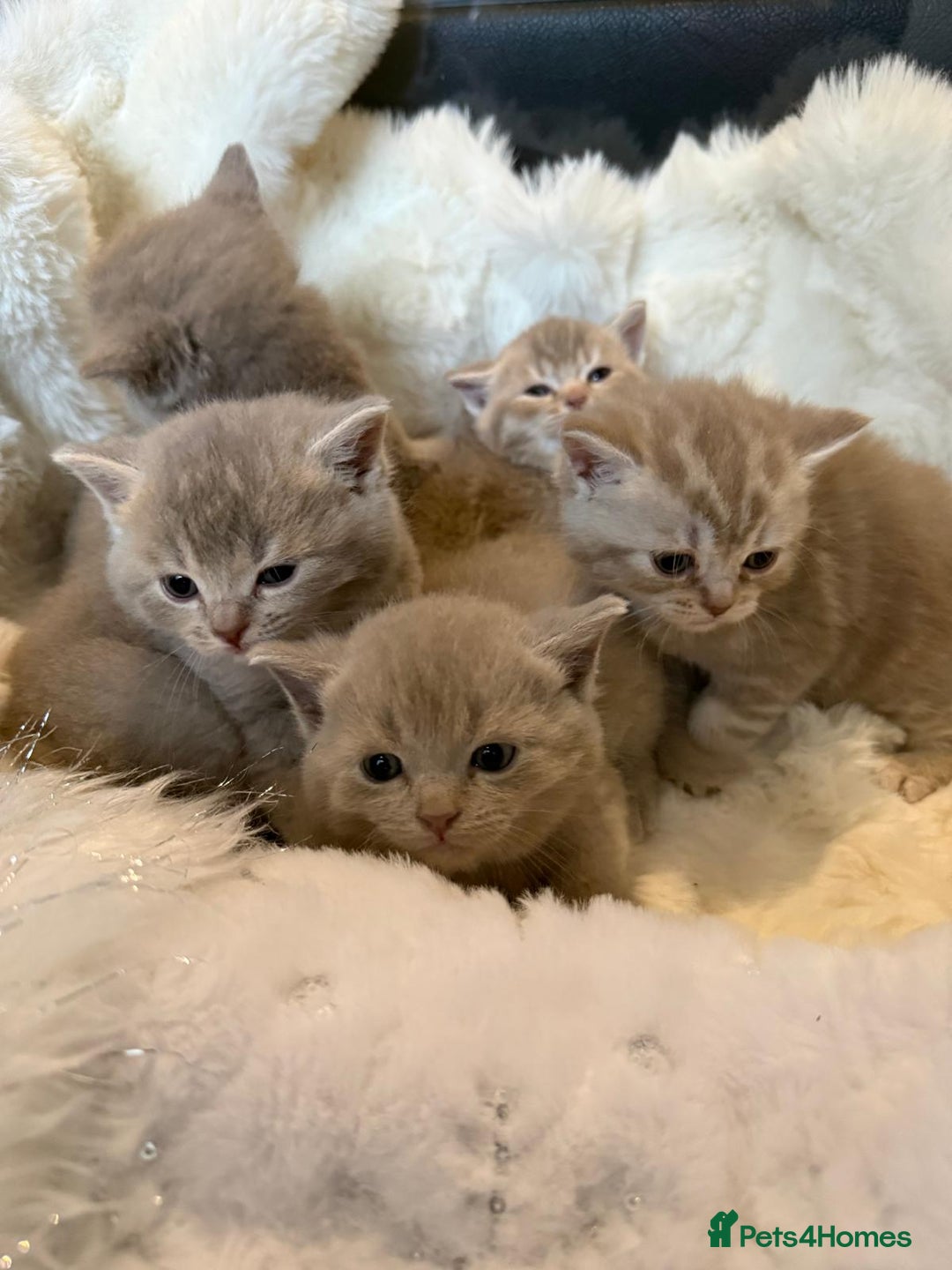 British Shorthair cats for sale: Beautiful British Shorthair kittens 3 Boys 2 Girls - Advert 3
