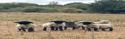 Sheep livestock for sale: Rams for sale - Advert 6