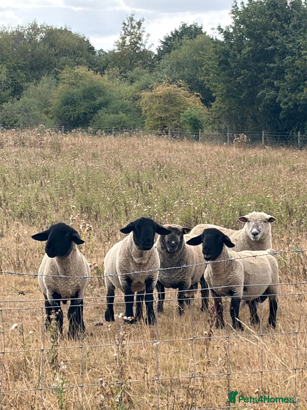 Sheep livestock for sale: Rams for sale - Advert 6