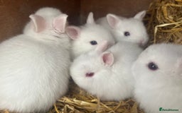 Netherland Dwarf rabbits for sale: Dwarf Bunnies - Image 4