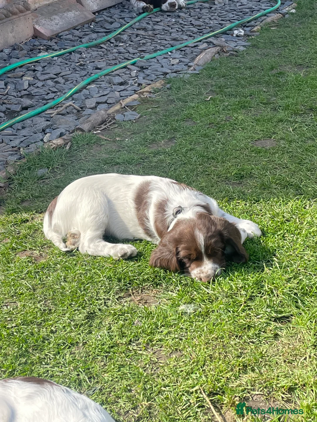 English Springer Spaniel dogs for sale: English Springer Spaniels in Chester - Advert 7