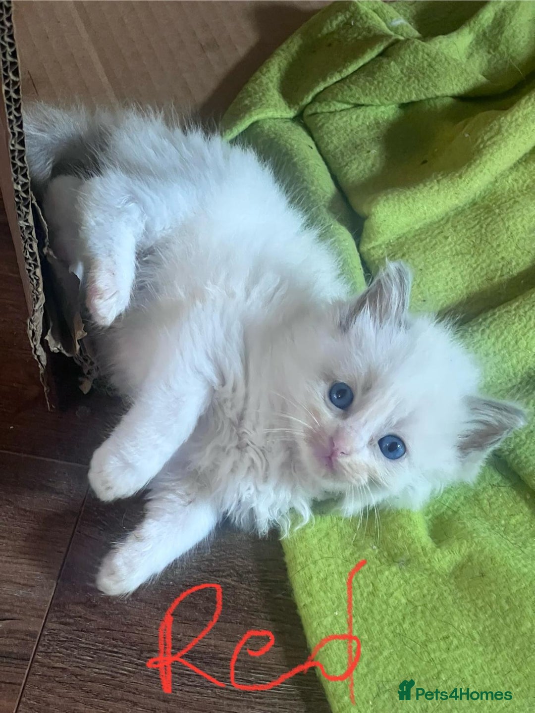 Ragdoll cats for sale: 7 stunning Ragdoll kittens for sale - Image 15