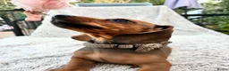 Miniature Dachshund dogs for sale: Only 1 Boy pup left  - Advert 4