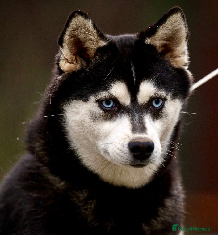 Pomsky dogs LARA – Blue-eyed, Female Pomsky  - Advert 2