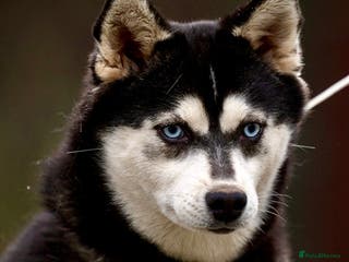 Pomsky dogs LARA – Blue-eyed, Female Pomsky - Advert 2