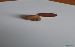 Snails invertebrates for sale: African Land Snails Hatched 21/4/25 - Image 4