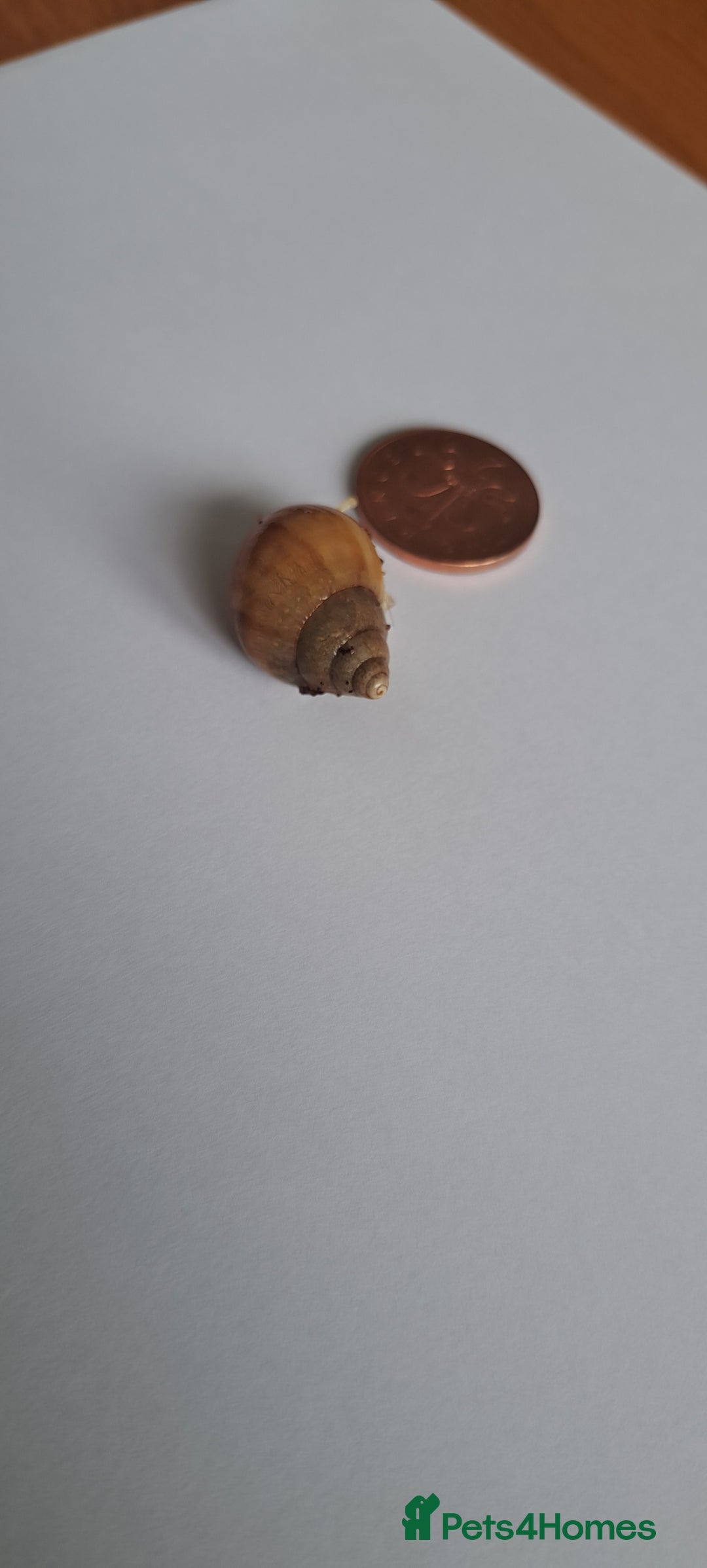 Snails invertebrates for sale: African Land Snails Hatched 21/4/25 - Image 4