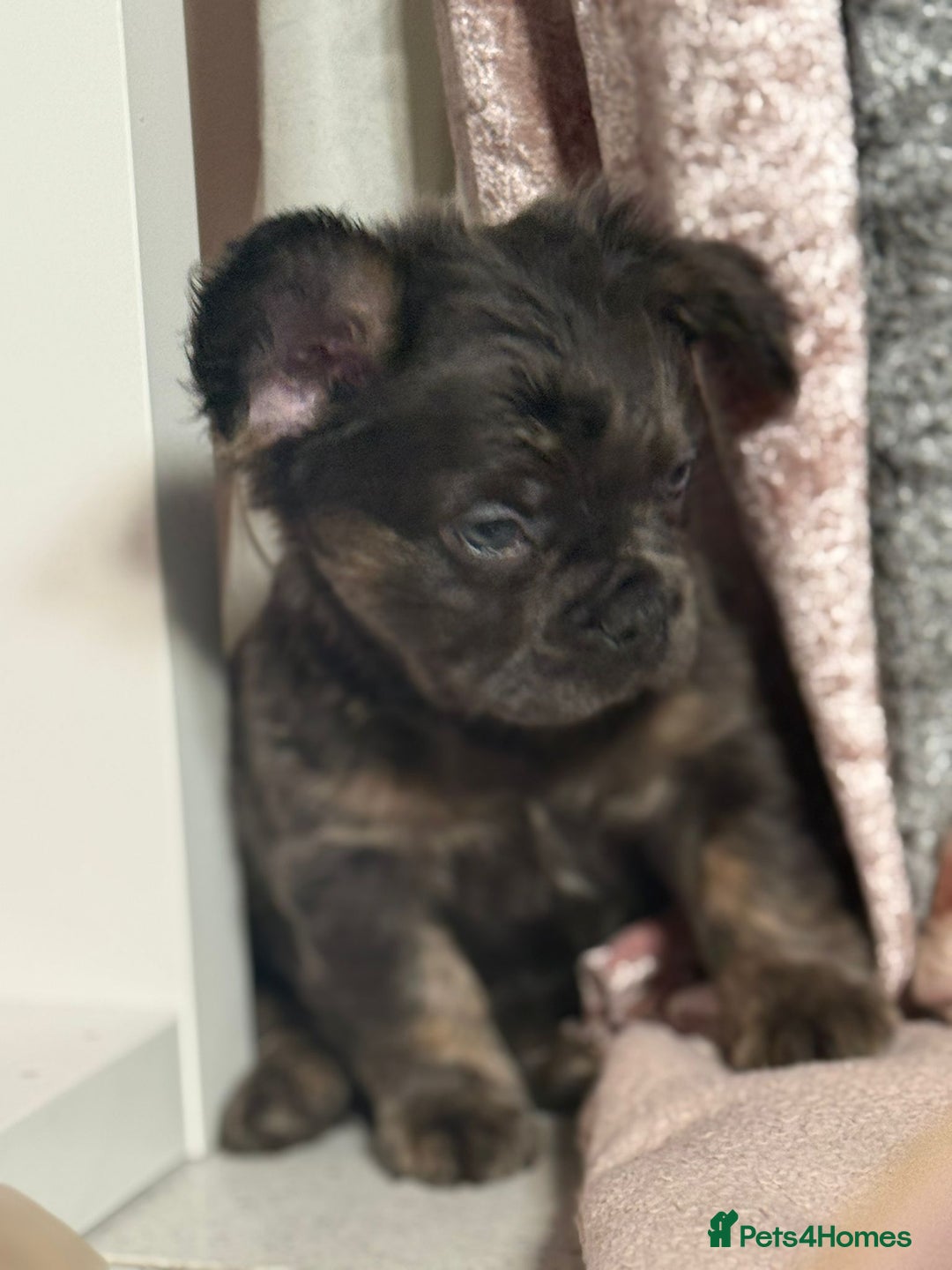 French Bulldog dogs for sale: REDUCED mixed pink and caramel French bulldogs - Advert 4