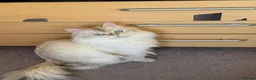 British Longhair cats for sale: British long hair White colour point  - Advert 8
