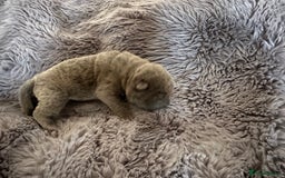 Shar Pei dogs for sale: Bear coat shar pei - Image 6