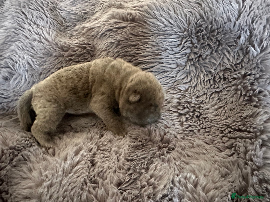 Shar Pei dogs for sale: Bear coat shar pei - Image 6