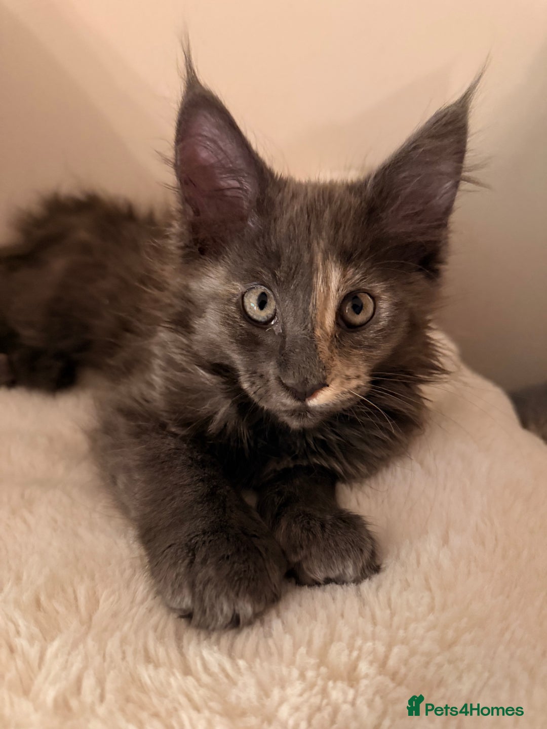 Maine Coon cats for sale: 6 remaining kittens - Advert 8