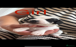 Jack Russell dogs for sale: Miniature jack Russell puppies  in Ashford - Image 7