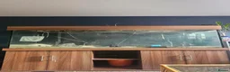 Cichlids fish for sale: 6ft tank and stand  - Advert 4