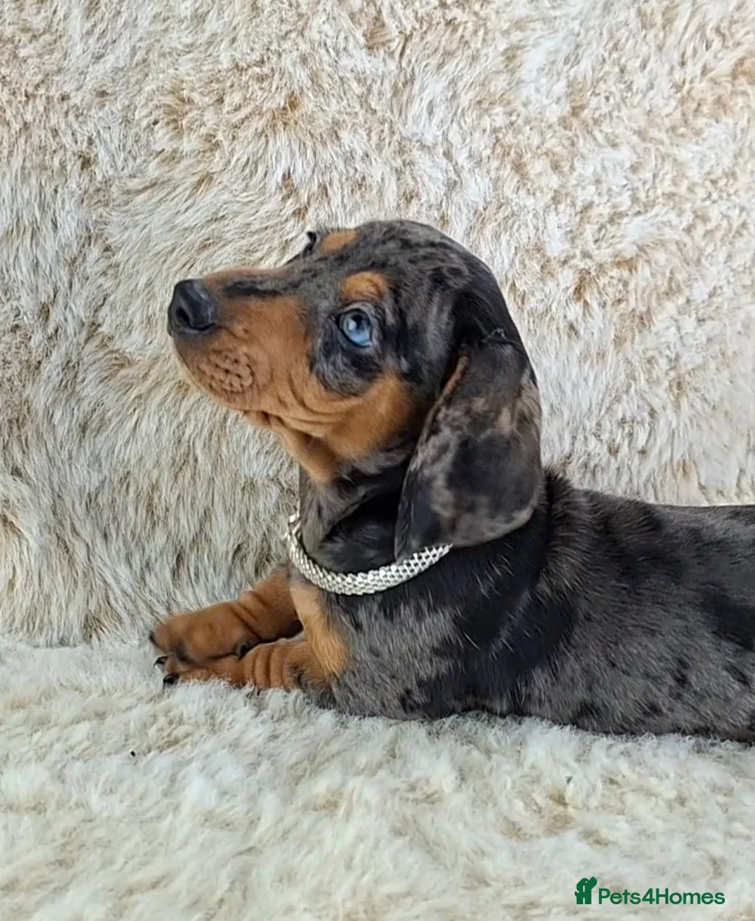 Miniature Dachshund dogs for sale: Beautiful Miniature Dachshund Puppies  - Advert 16