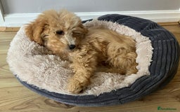 Cavapoo dogs for sale: Beautiful Apricot Cavapoo - Image 3