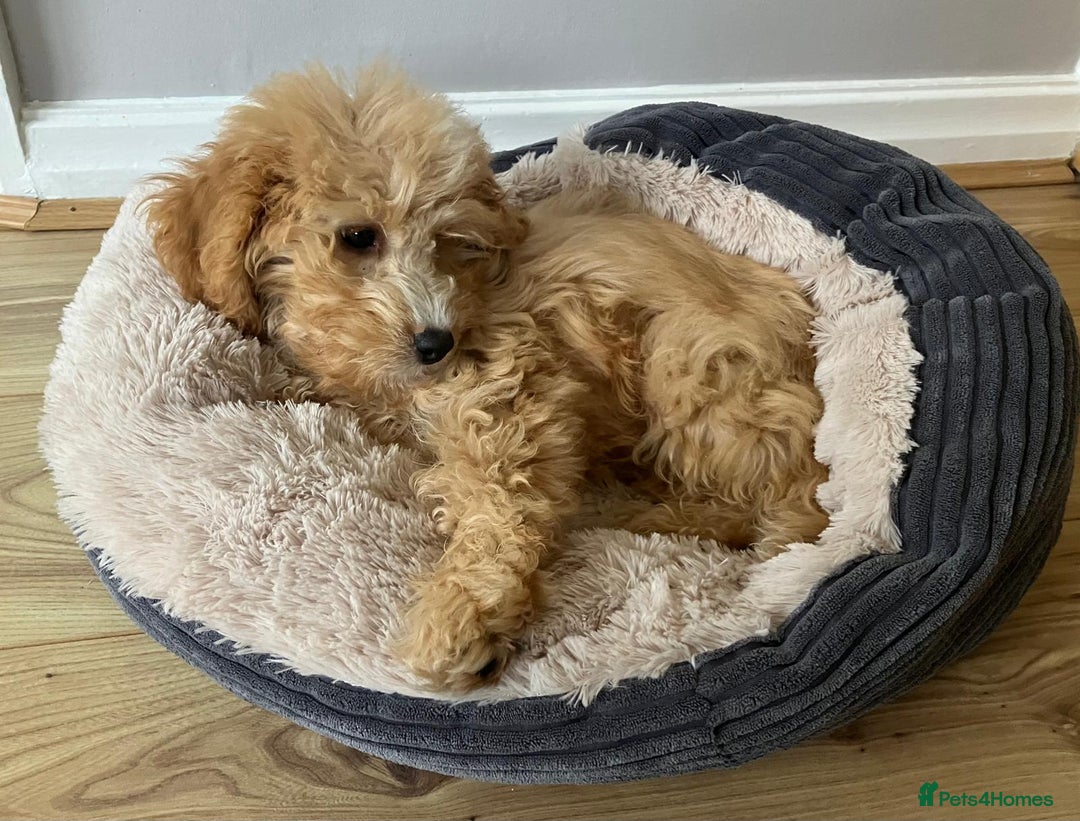 Cavapoo dogs for sale: Beautiful Apricot Cavapoo - Image 3