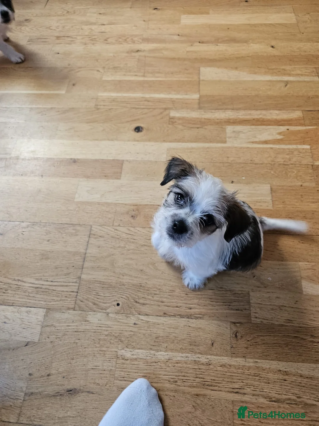 Mixed Breed dogs for sale: Shin tzu cross puppies - Advert 24