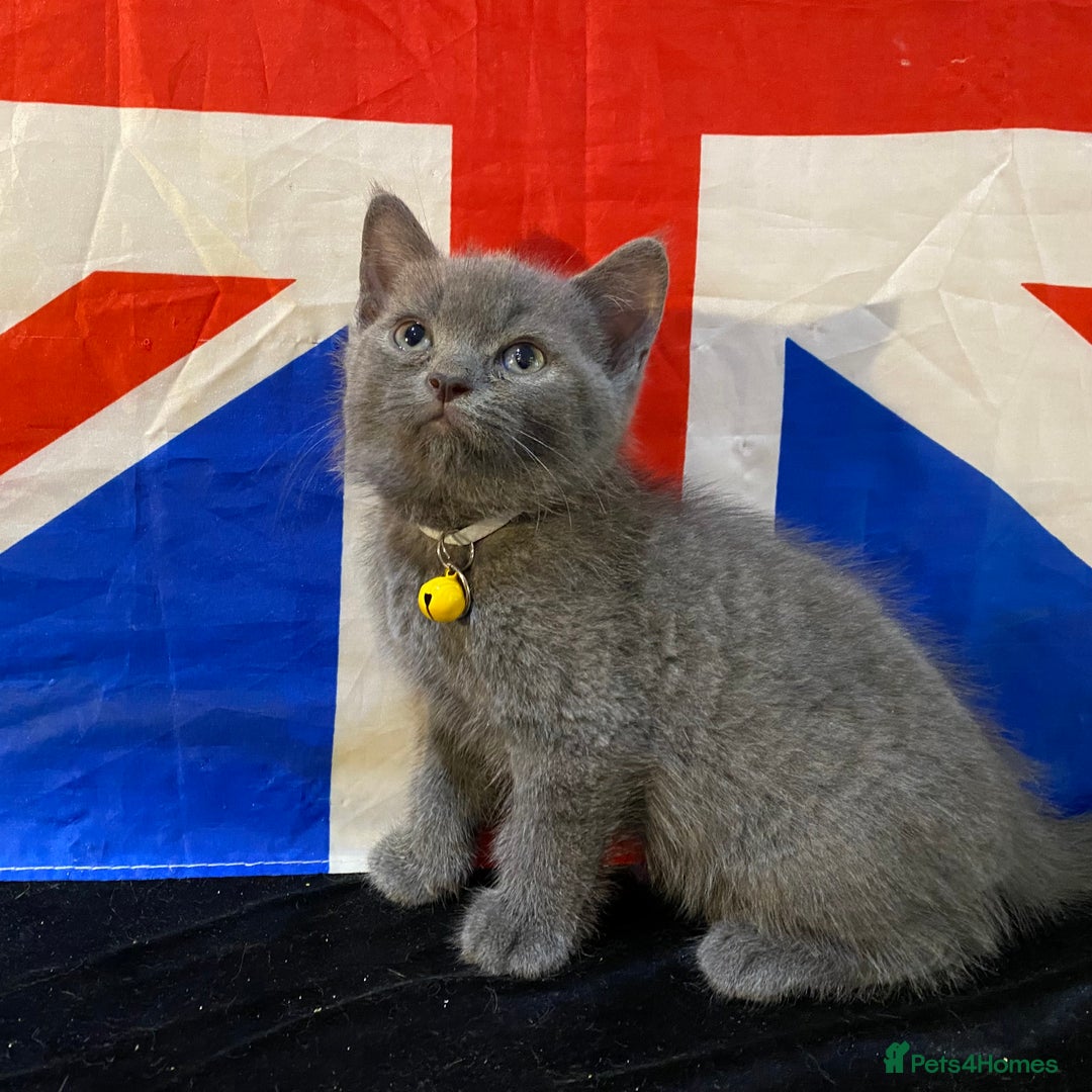 British Shorthair cats for sale: 7 Chunky British Blue Shorthair Kittens for Sale - Image 5
