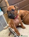 Rhodesian Ridgeback Puppy 7 (Red - Male)