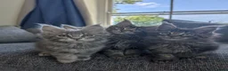 Maine Coon cats for sale: TICA Registered Maine Coon Kittens  - Advert 8
