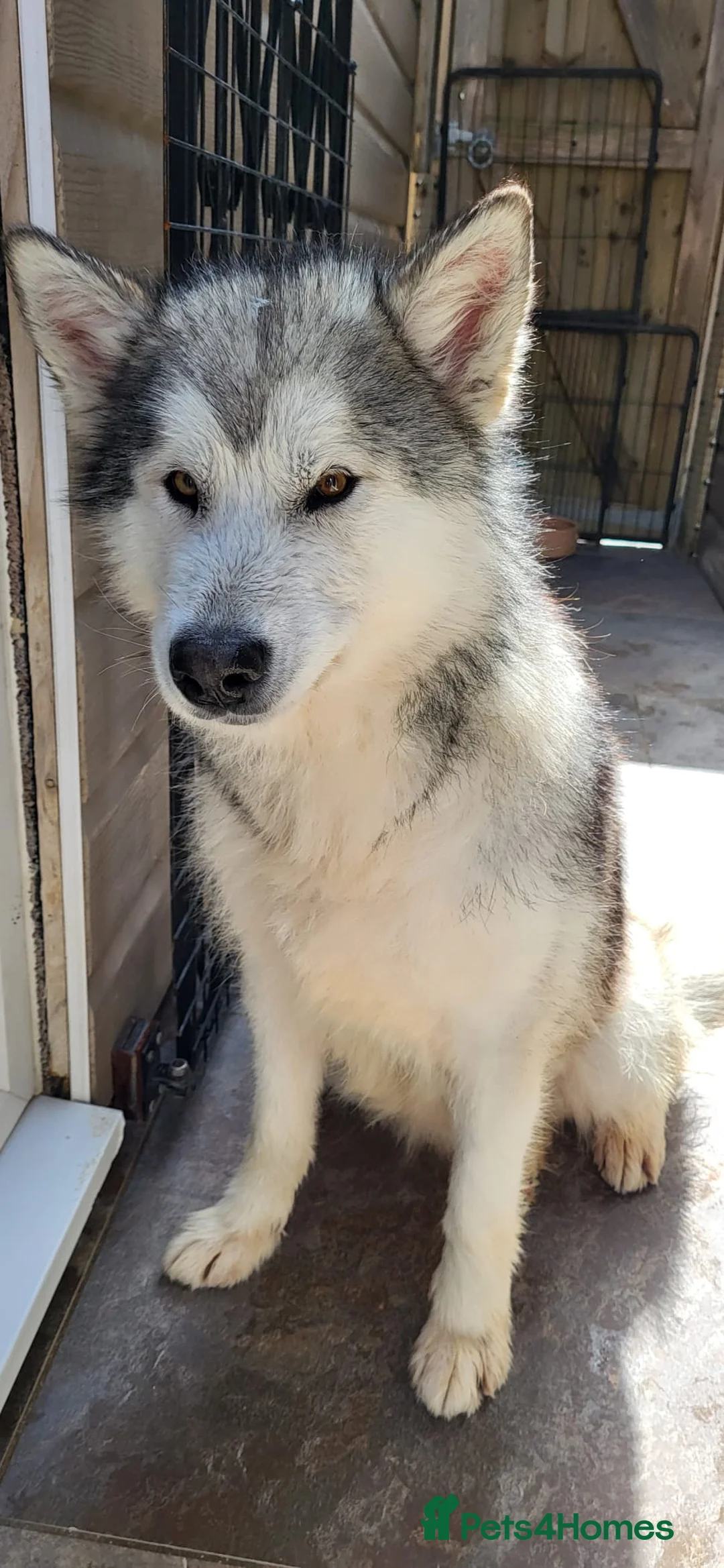 Alaskan Malamute dogs for sale: Kc registered  alaskan malamute  female  - Advert 5