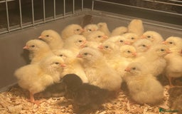 Chickens poultry for sale: Light Sussex chicks  - Image 1