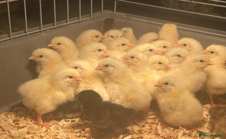 Chickens poultry - Advert 1