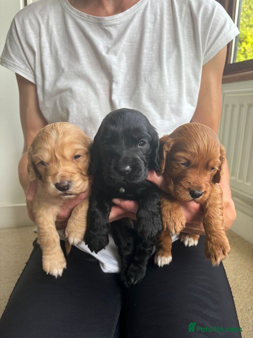 Cocker Spaniel dogs for stud: Fully health tested dark red working cocker stud - Image 17