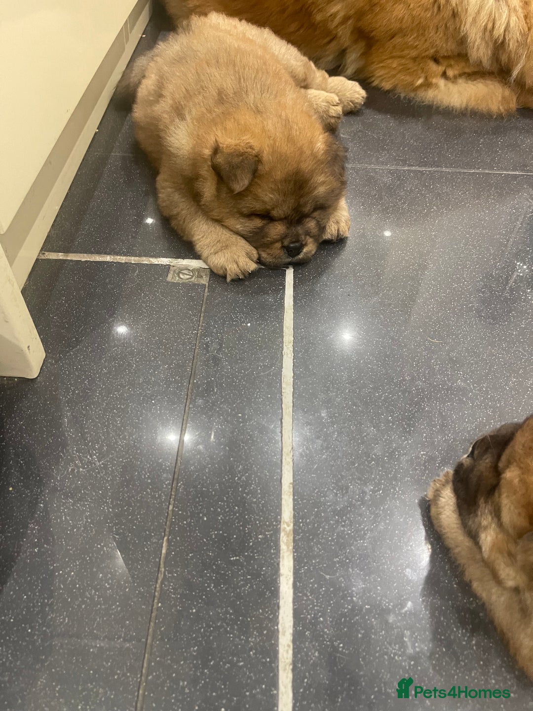 Chow Chow dogs for sale:  Chow chow  - Advert 11