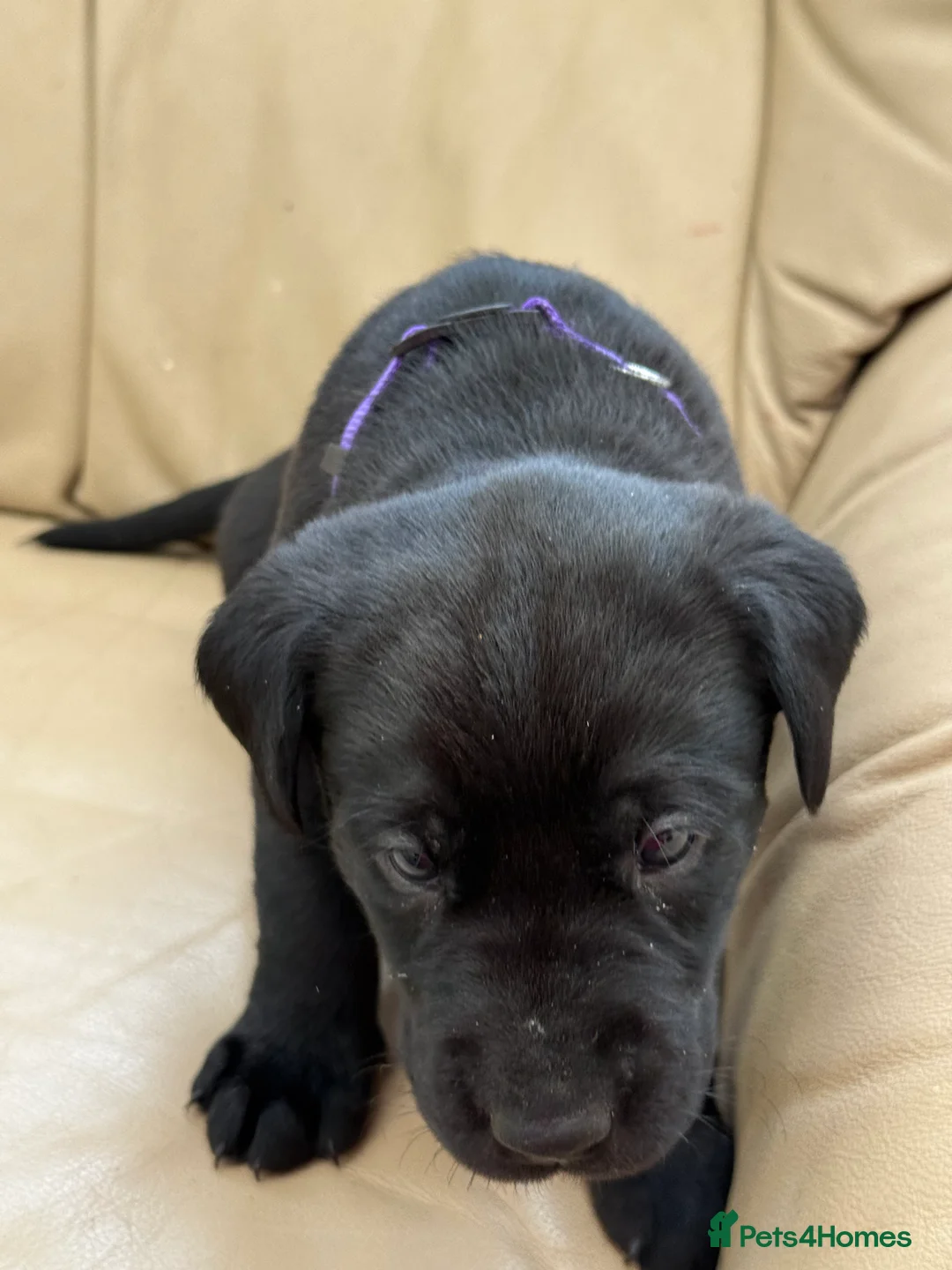 Labrador Retriever dogs for sale: Labrador x Labrador/flat coat retriever puppies in Carmarthen - Advert 23