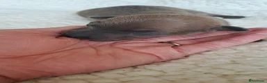 Italian Greyhound Puppy 3