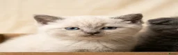 Mixed Breed cats for sale: Scottish fold x Ragdoll mix - Advert 5