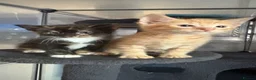 Mixed Breed cats for sale: 1 male 1 female available  - Advert 5