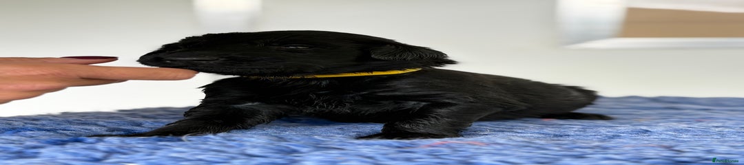Flat coated Retriever Puppy 2